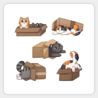 Cute Cats In Boxes Sticker